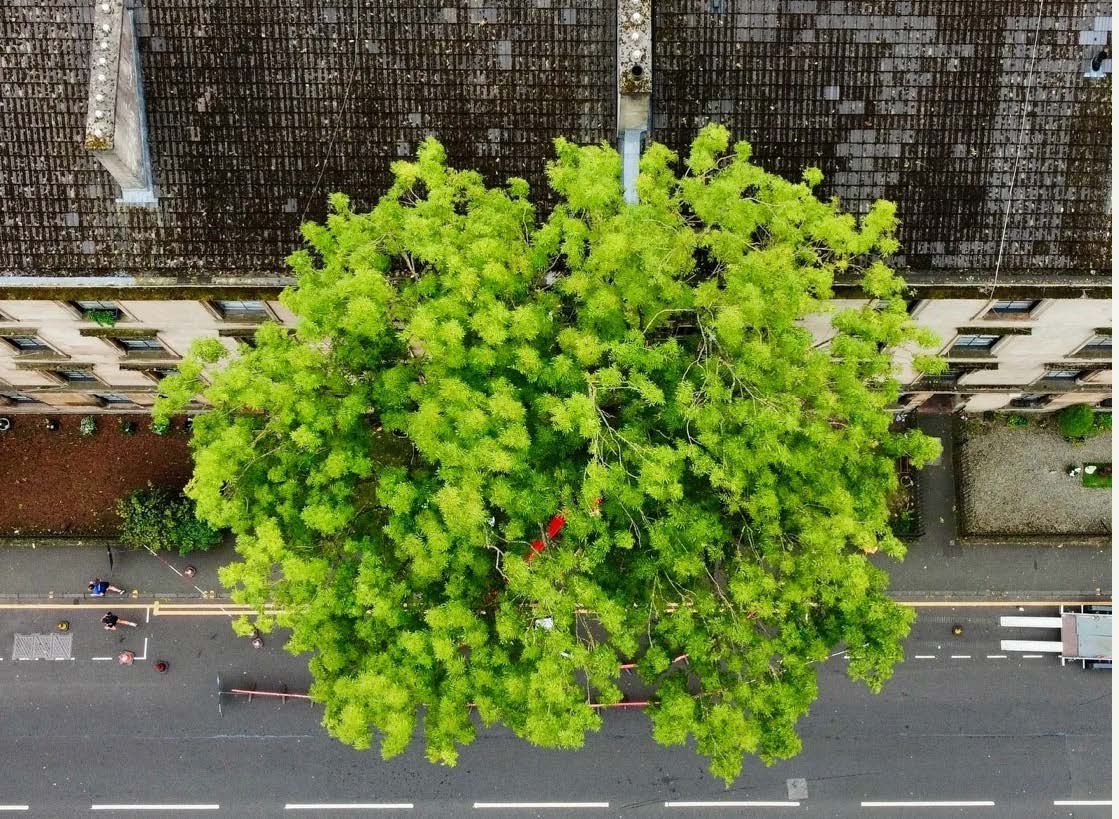 From Horse-Drawn Trams to Teslas: The Story of Glasgow’s Number One Tree