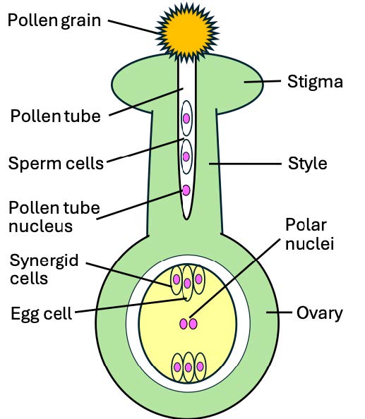 Pollination and Fertilisation of Flowering Plants