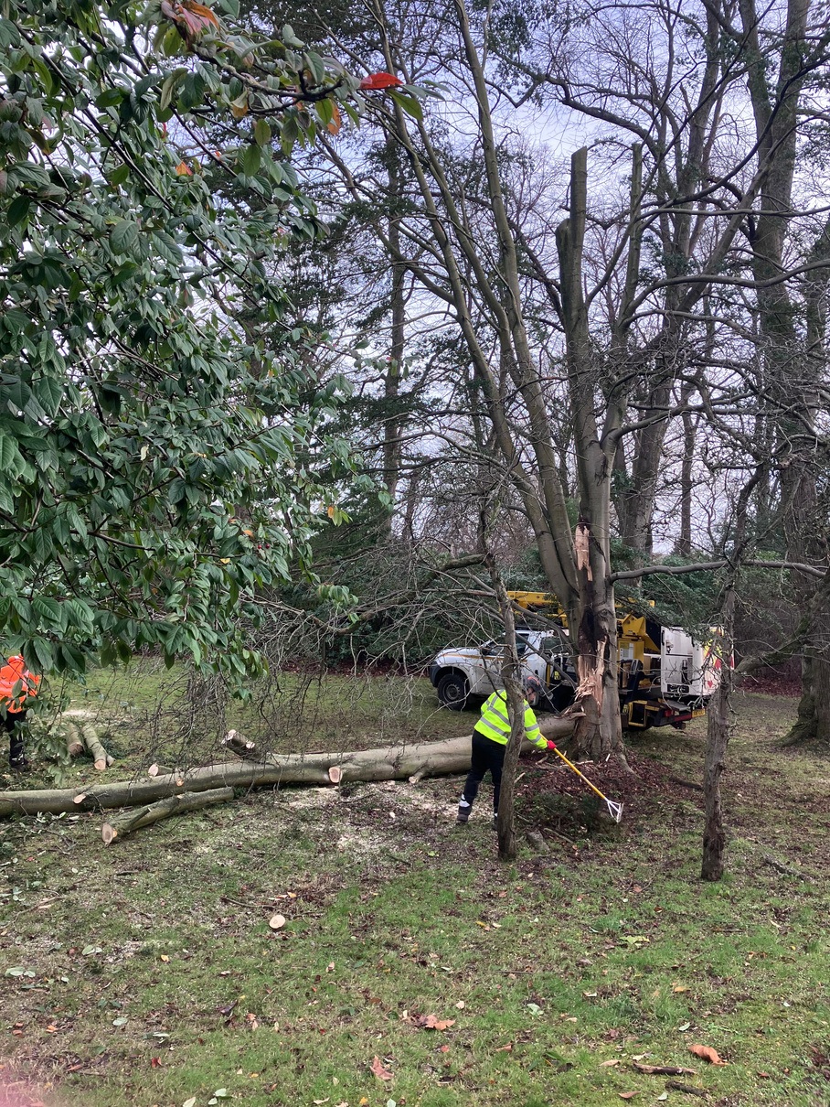Storm damage to Nothofagus dombeyi