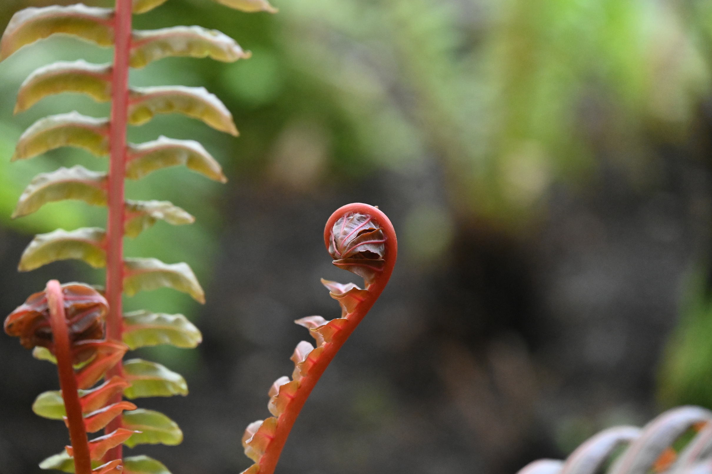 Blechnum brasiliense