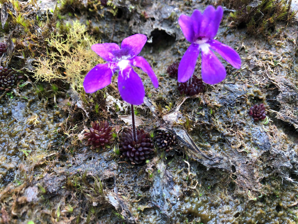 Pinguicula brendae: a new carnivorous plant species from Mexico