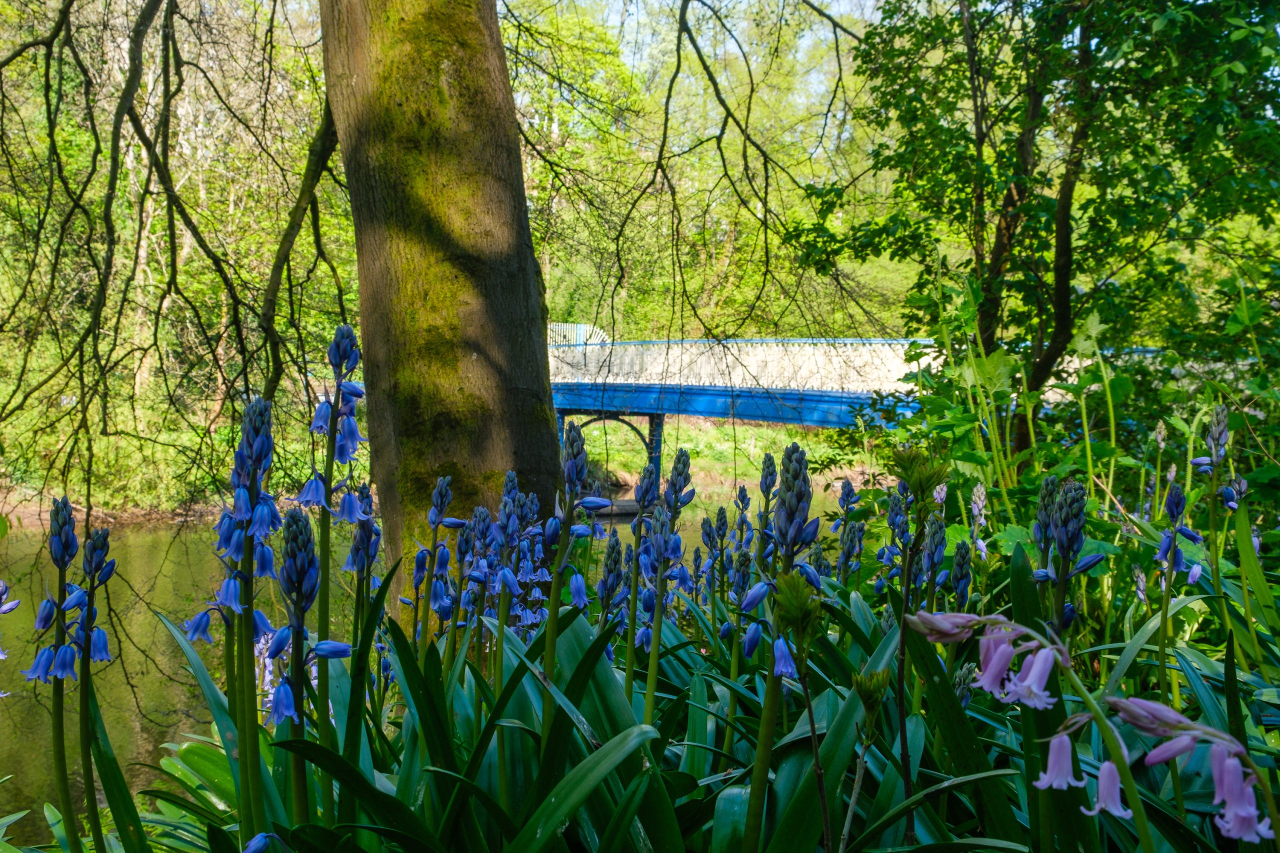 Birdsong and wildlife walk