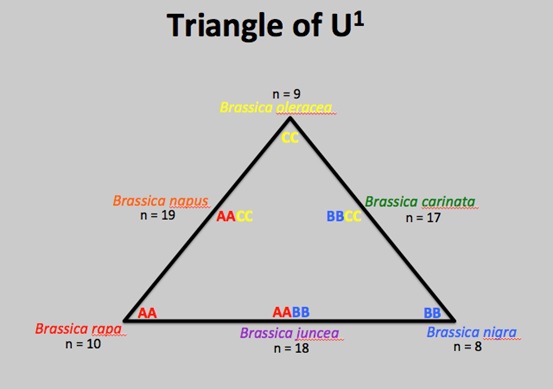 TriangleofU
