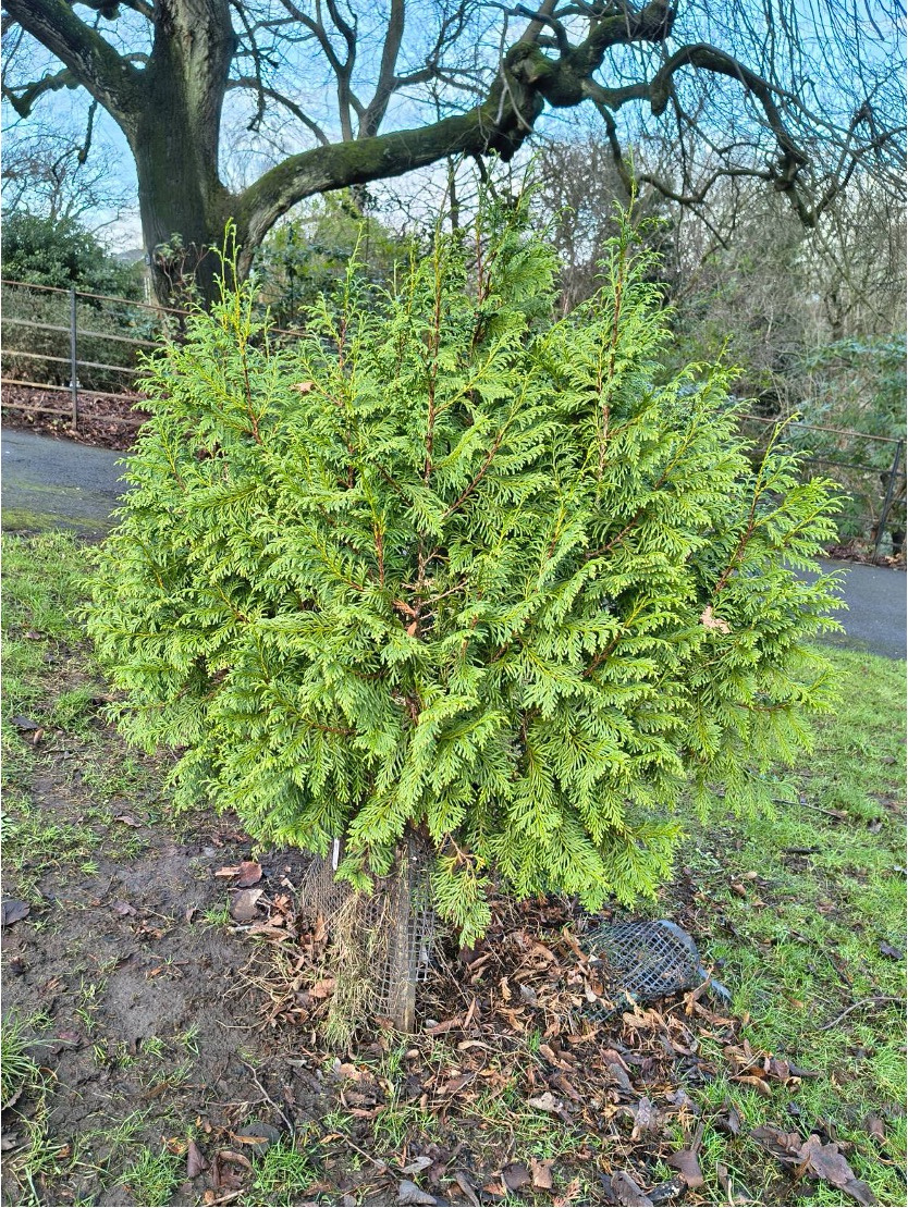 A very rare conifer: the Vietnamese Golden Cypress