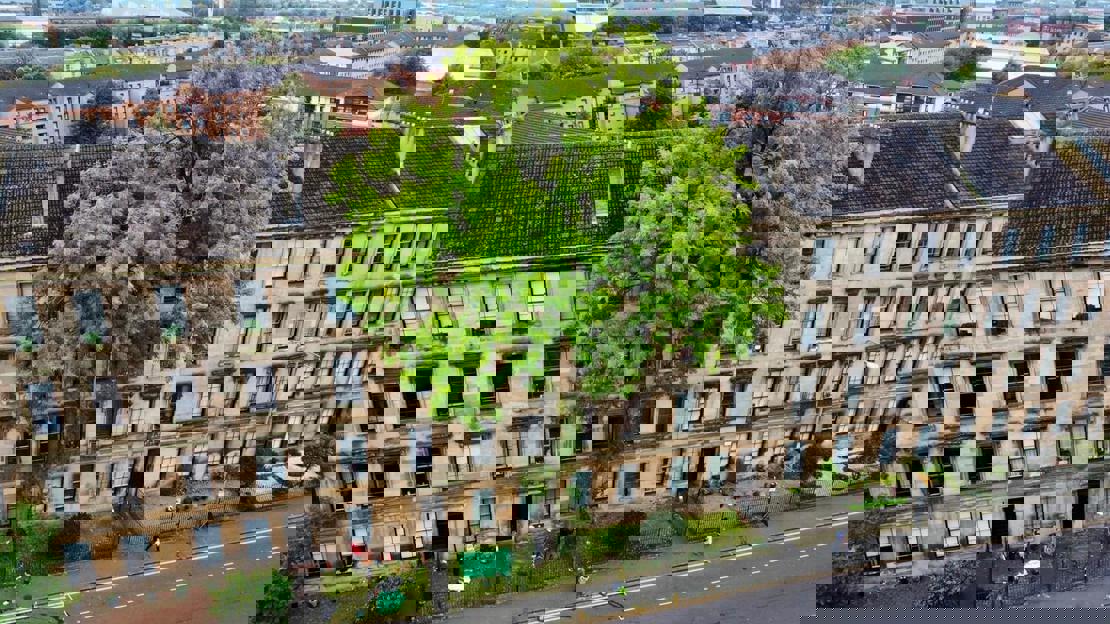 The Argyle Street Ash: UK Tree of the Year 2025