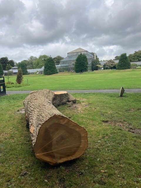 photo of felled, 215-year-old weeping ash with great lawn and main range in the background