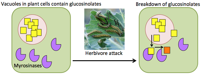 cell_glucosinolate