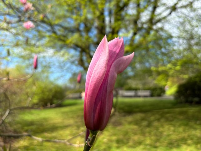 Magnificent Magnolia