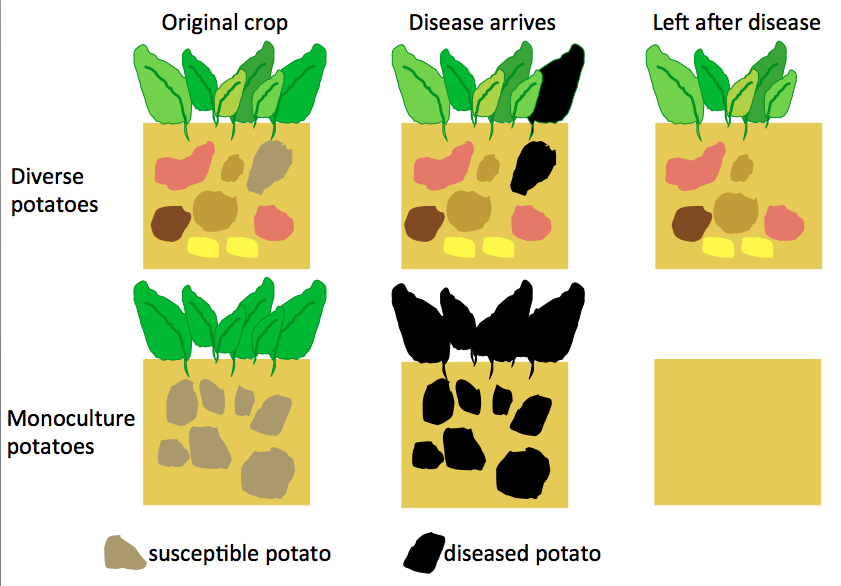 potato blight